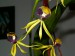 Epidendrum cochleatum.jpg