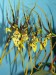 Brassia REX (Br. verrucosa x Br. gireoudiana)