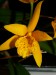 Cattleya Golden Mul